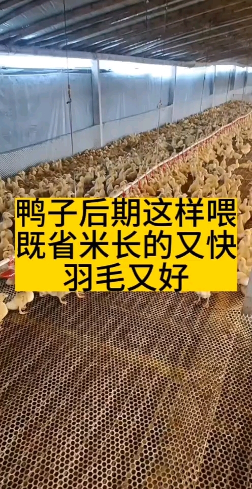 鸭子后期这样喂长得快毛色好