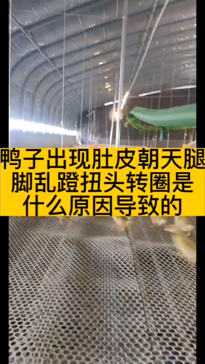 鸭子出现腿脚乱蹬站不起来什么原因