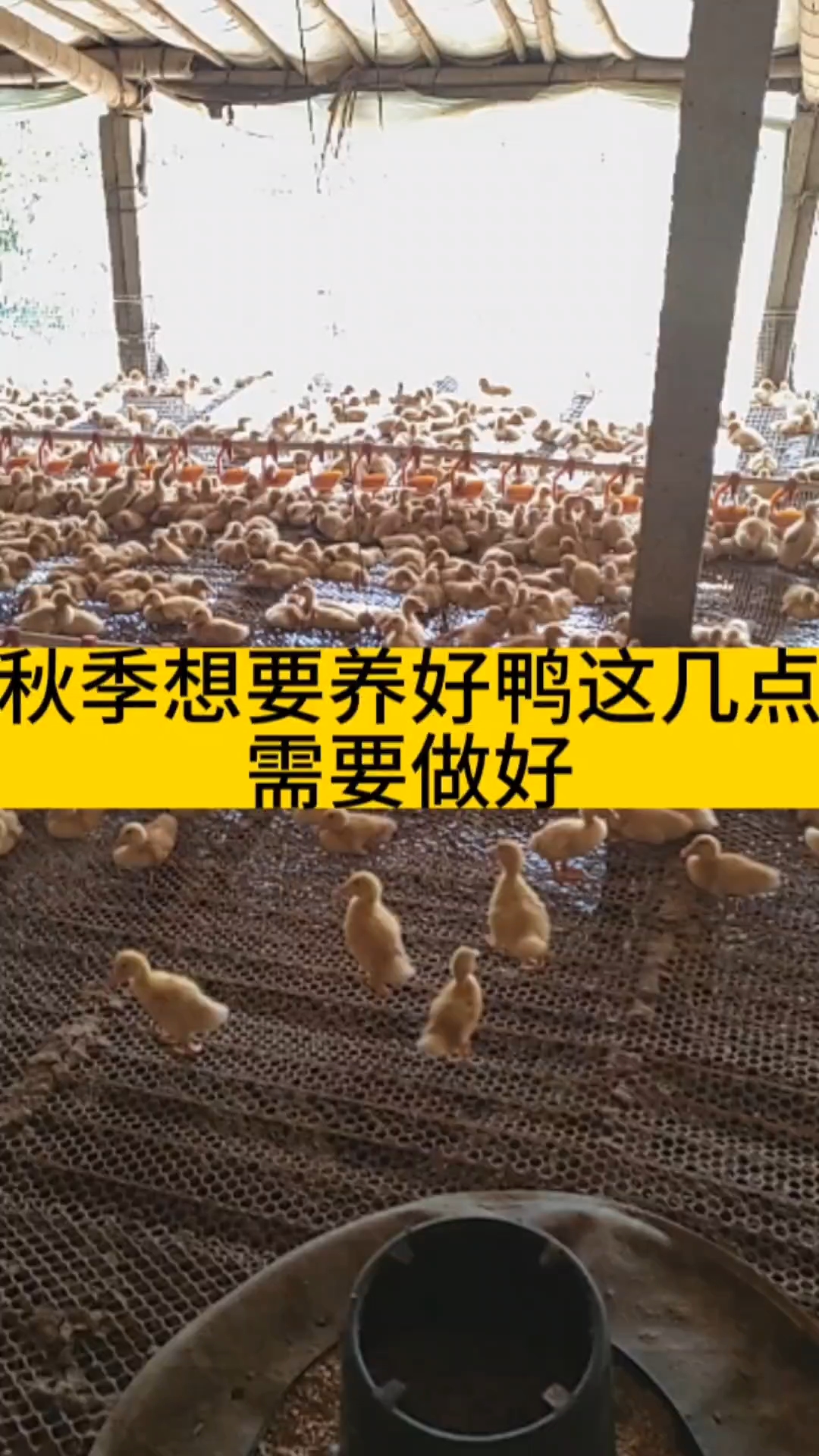 秋季上鸭苗需要注意的