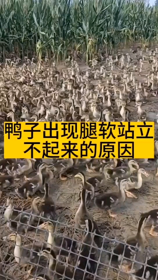 鸭子出现腿瘸腿软的原因
