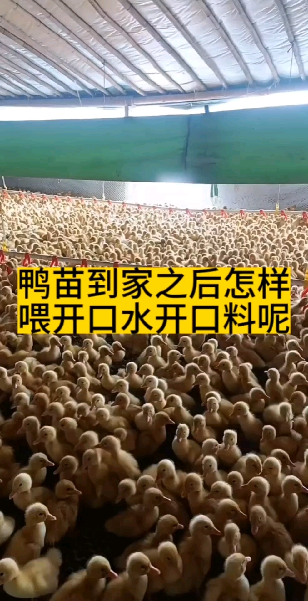 鸭苗到家怎样开水开料