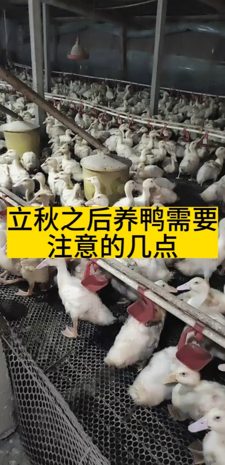 立秋养鸭需要注意的