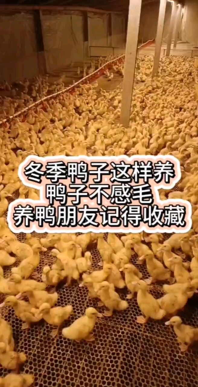 冬季鸭群不感冒的方法