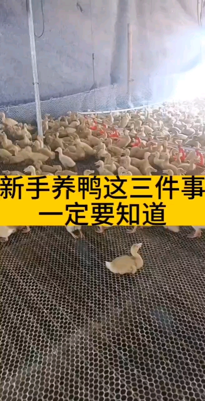 鸭苗到家这三点一定要做好
