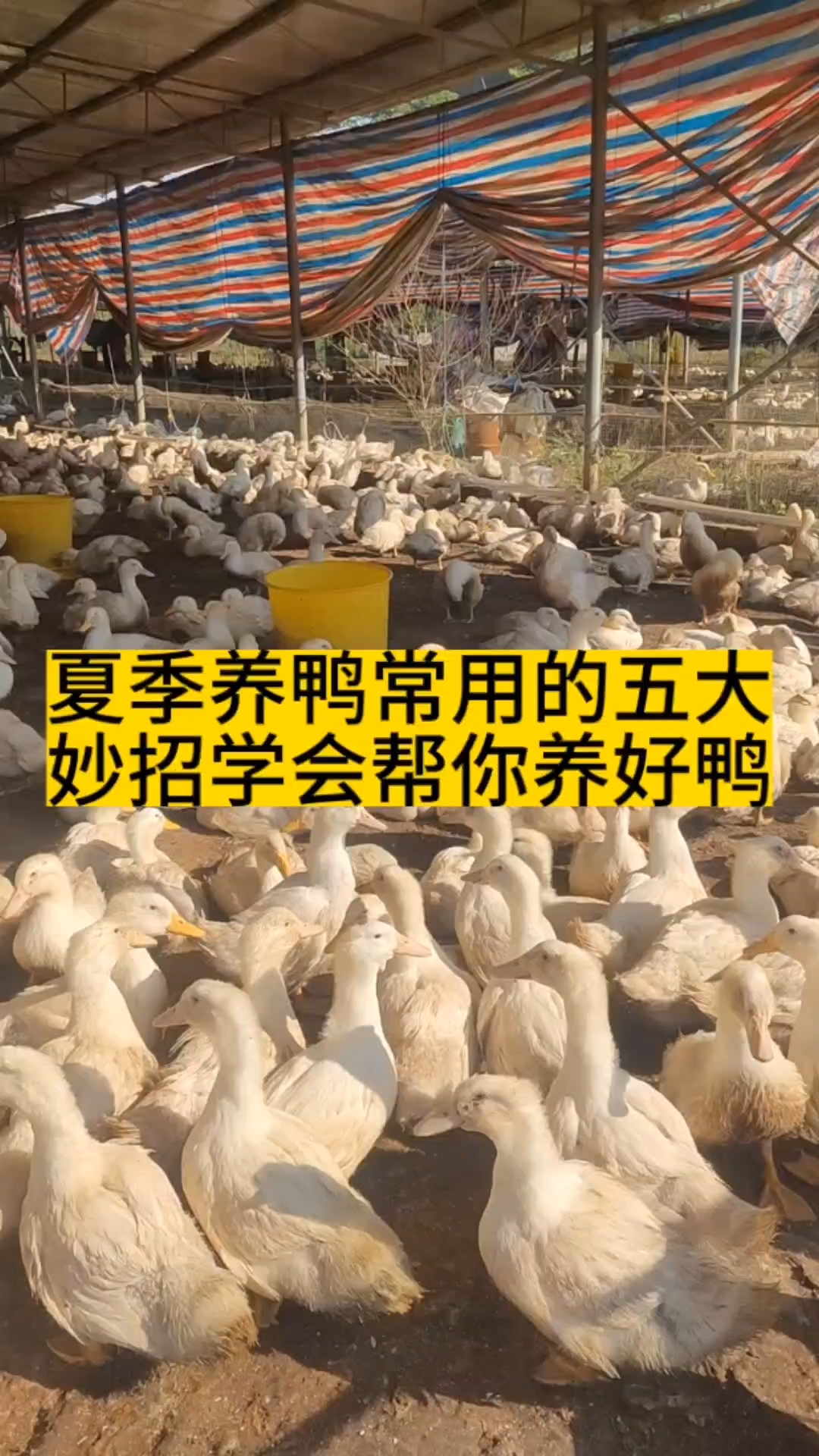 夏季养鸭五大妙招