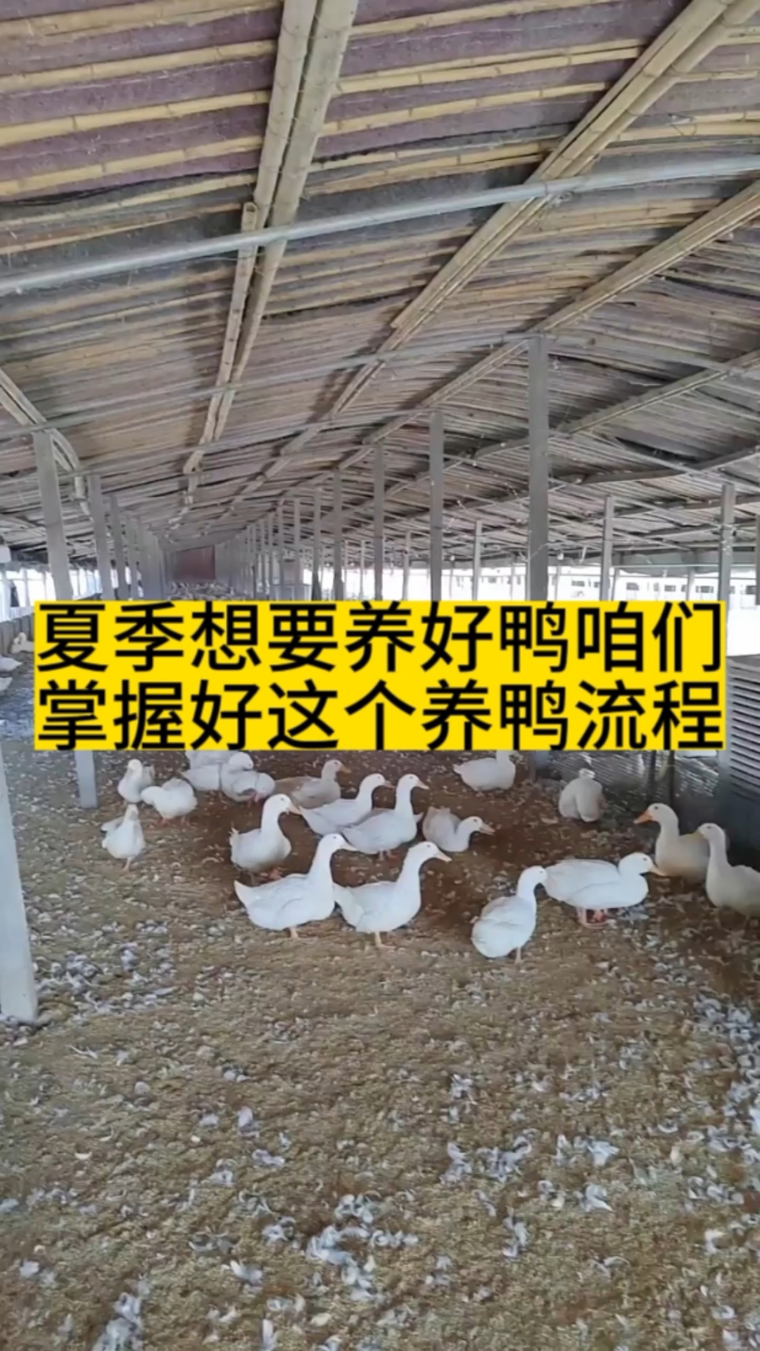 养鸭流程