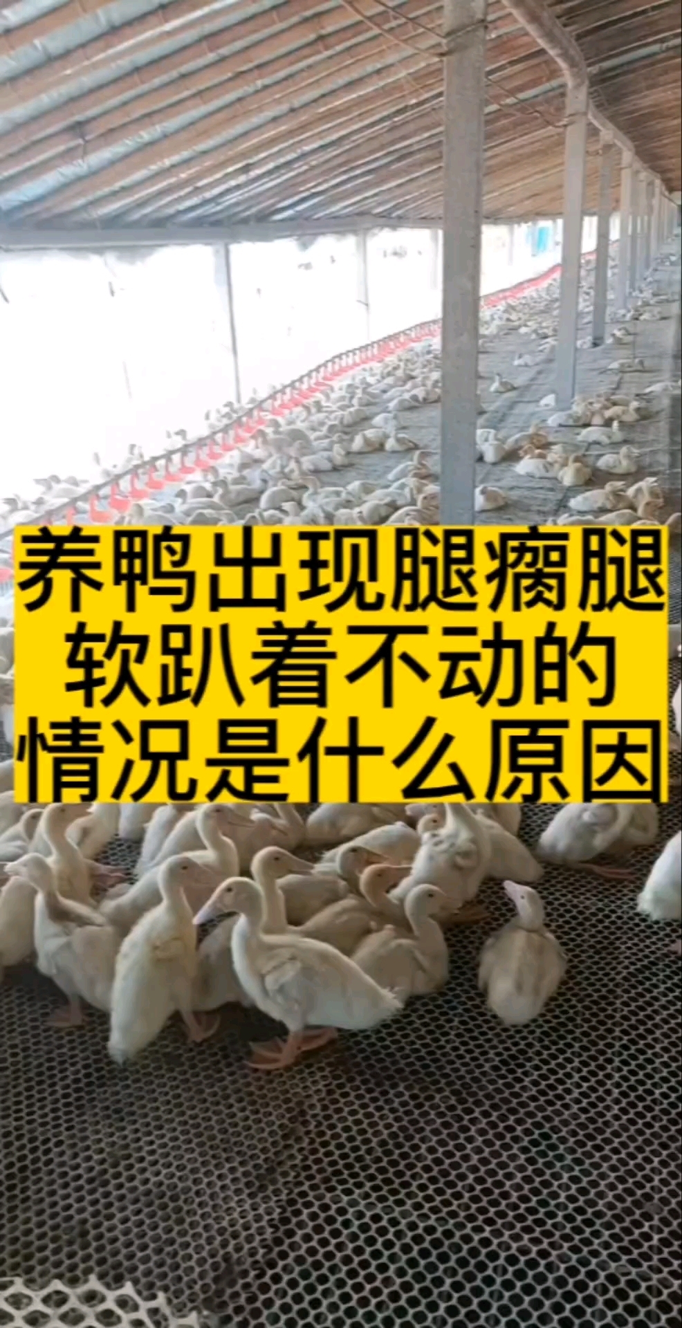 鸭子出现腿瘸腿软的原因