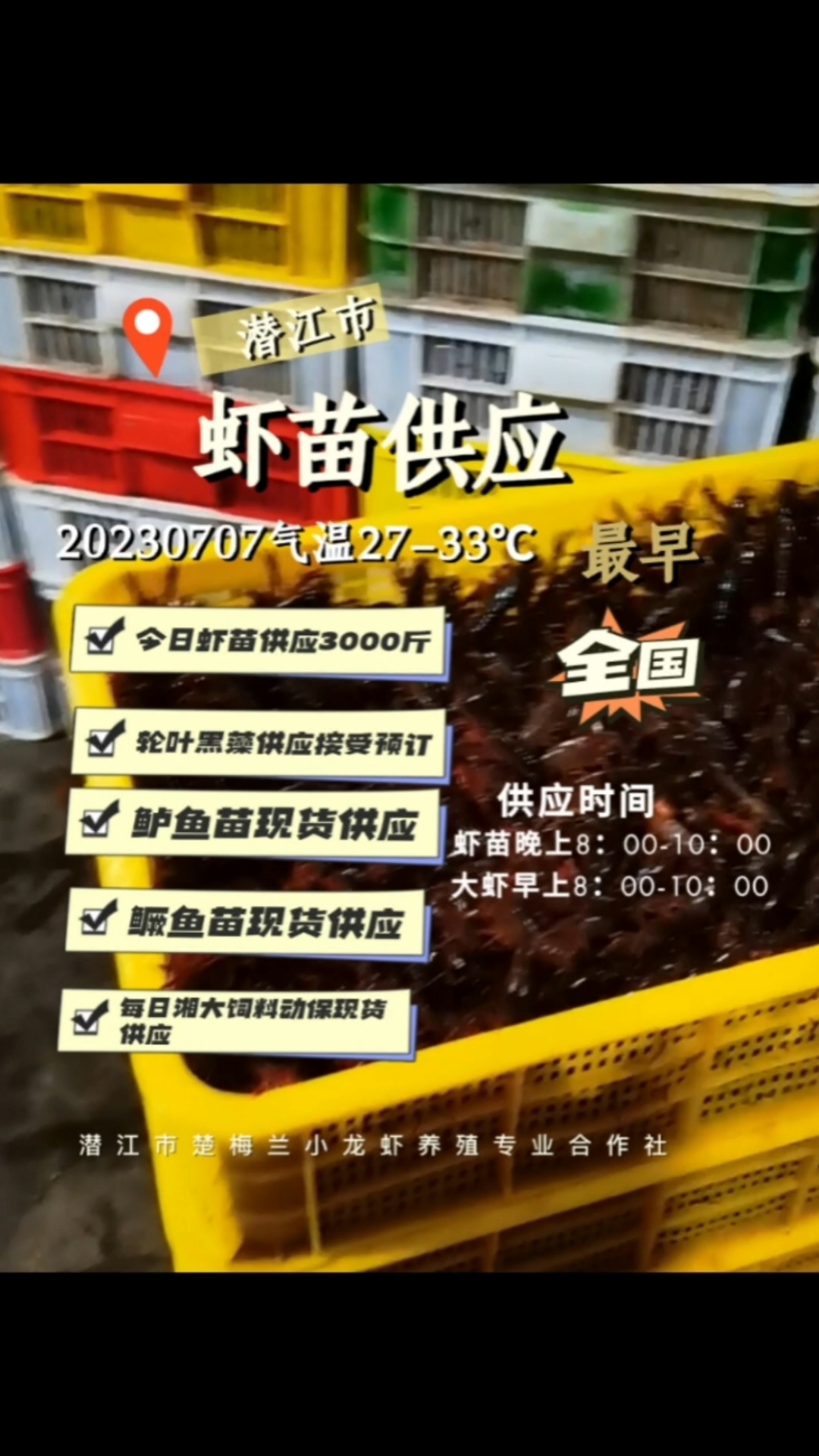 20230707龙虾及种苗供应#潜江市楚梅兰小龙虾养殖专业