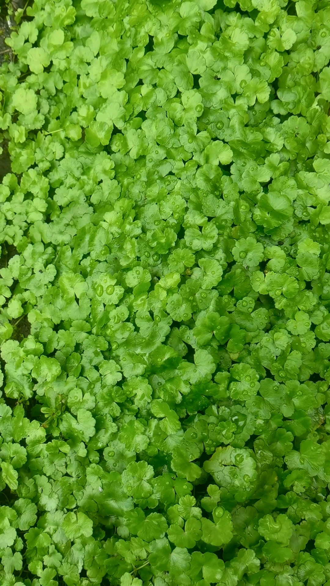 遍地锦,鱼鳞草,寒性植物