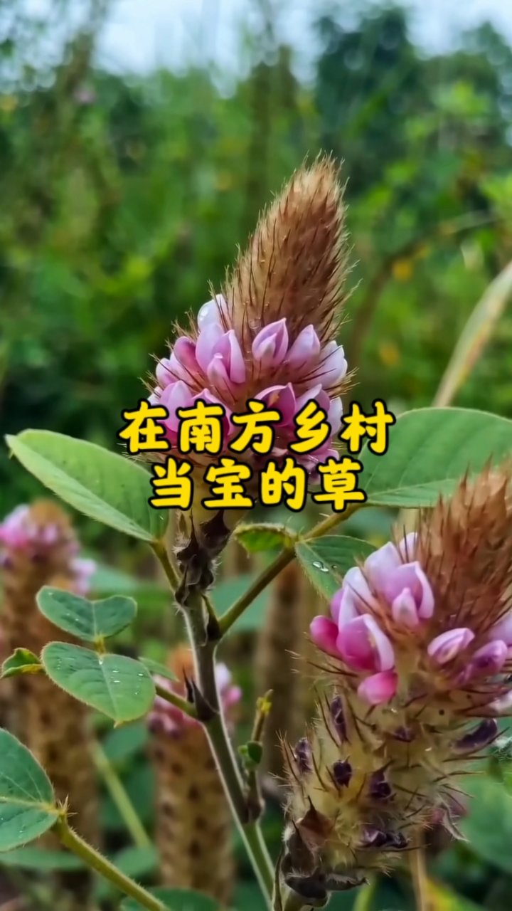 不起眼的毛尾巴草竟是宝？很多人都错过了#老一辈的智慧# #植物小百科#