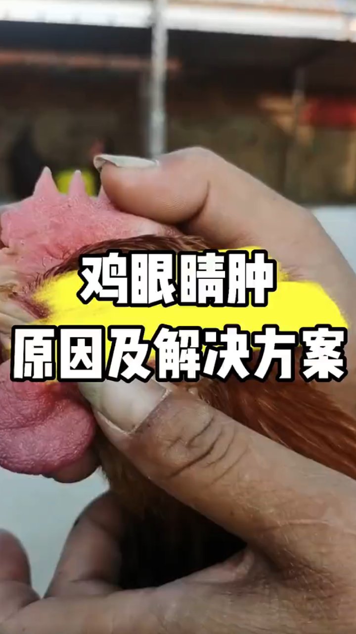 鸡眼睛肿?原因大揭秘,禽病防治,养殖技术分享与交流