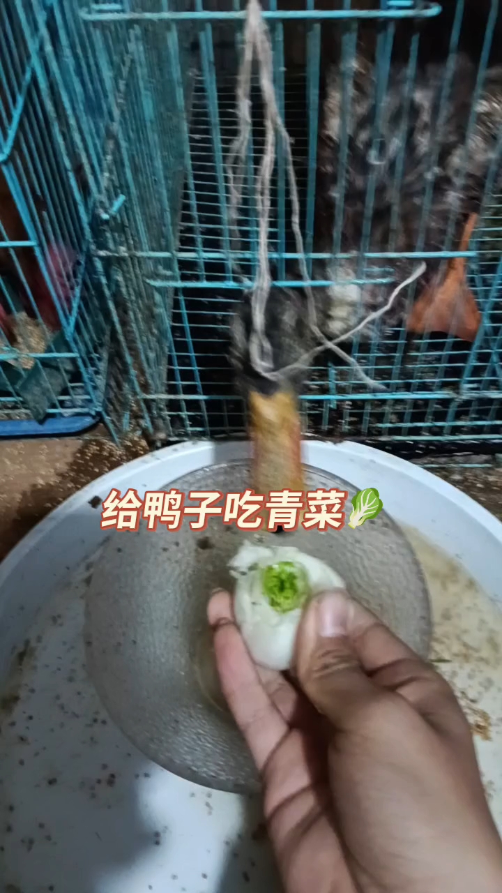 宠物鸭成长记(48)给鸭子吃青菜
