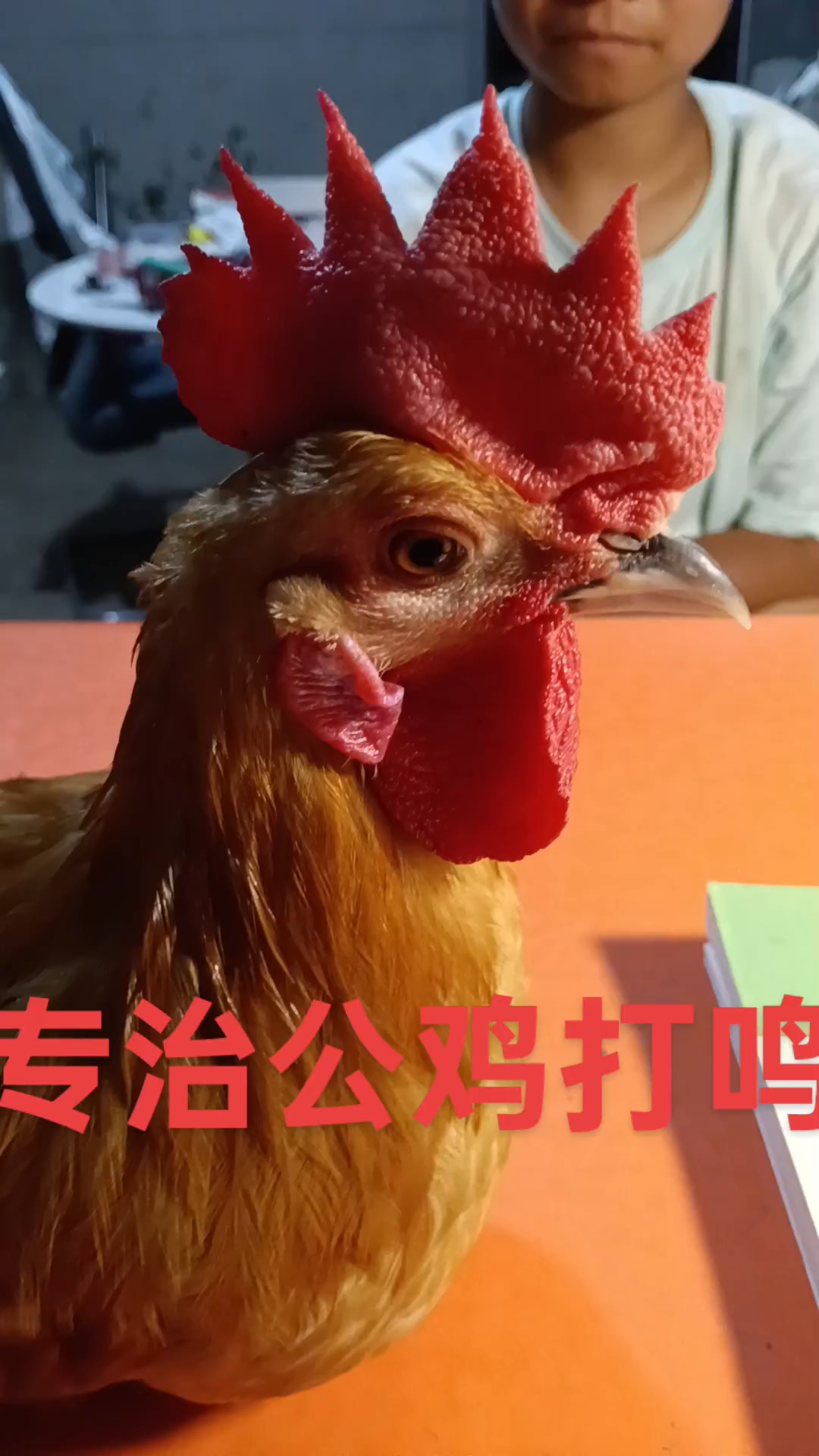 专治公鸡打鸣
