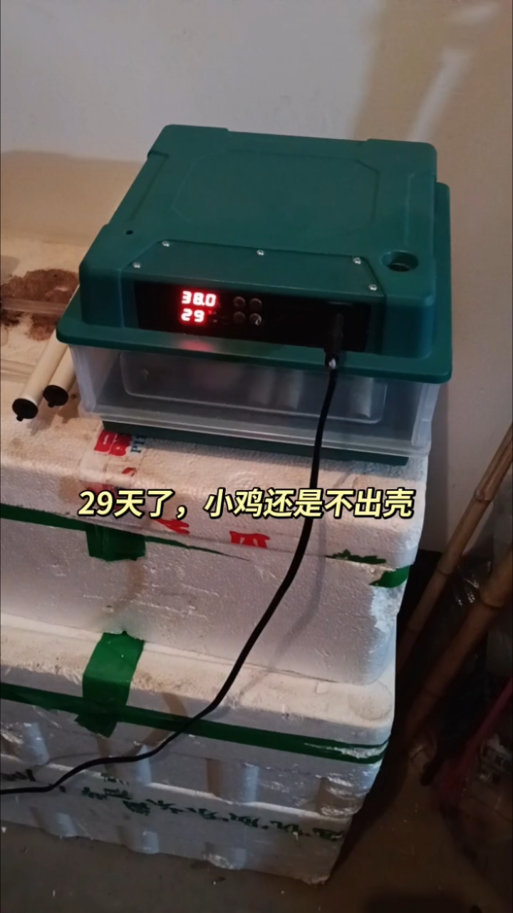 养小鸡（25）小鸡还是不出壳，剥壳也晚了，小鸡一只都没出壳