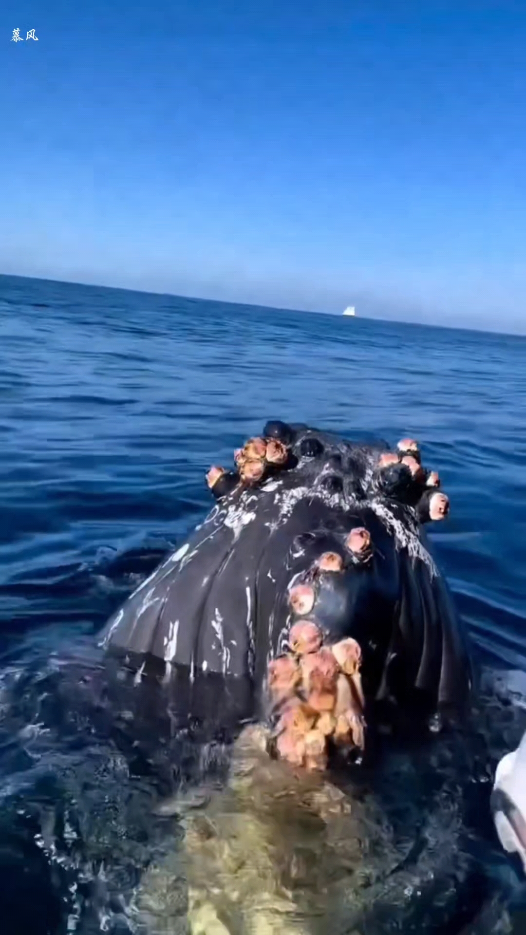 给鲸鱼免费清理藤壶,简直就是强迫症的福音