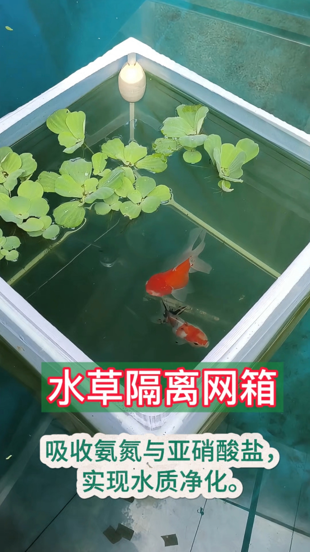 养鱼水草隔离网箱