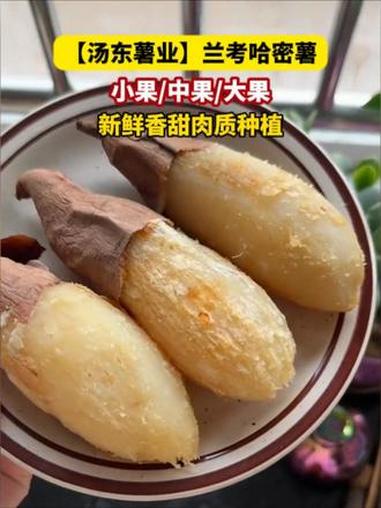 哈密白薯 白薯 好吃不贵经济实惠 煮粥 早餐吃什么