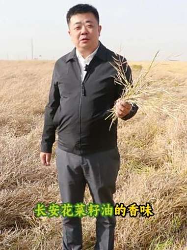 长安花菜籽油为什么香呢？长安花菜籽油 青海门源 油菜籽 菜籽油 门源油菜花