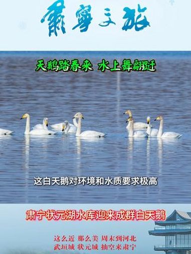 肃宁文旅|状元湖公园迎来成群白天鹅