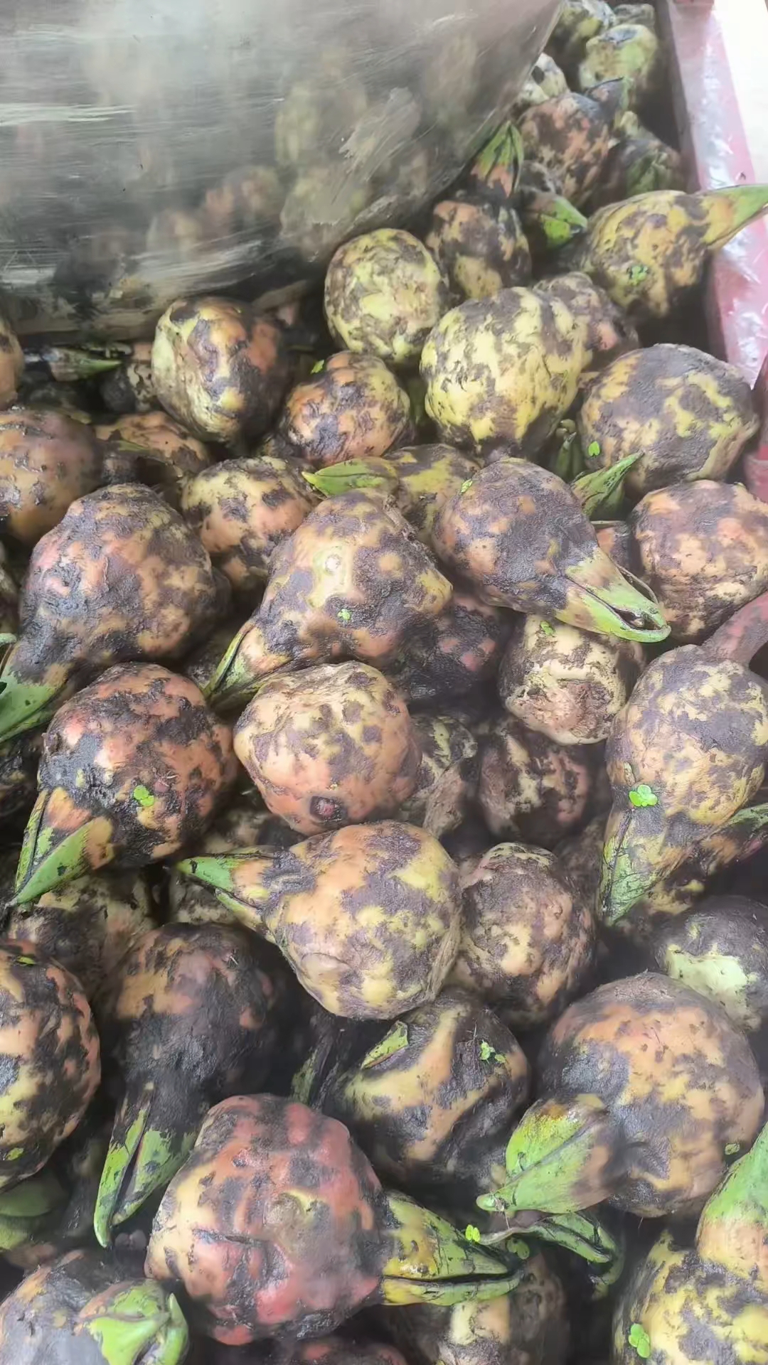 信阳鸡头米,别名芡实。