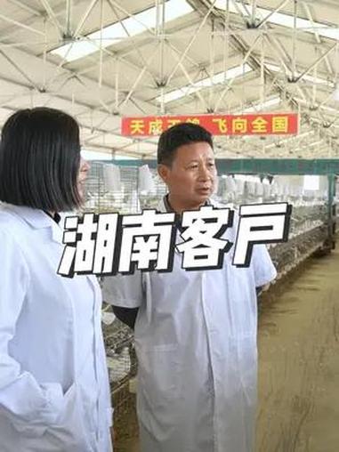 湖南客户参观考察天成鸽业肉鸽养殖基地