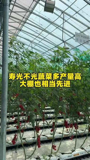 寿光是中国蔬菜之乡，在这不光蔬菜产量高，技术发达，大棚也相当先进！#温室大棚种植 #温室大
