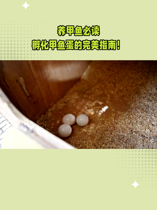 养甲鱼必读,孵化甲鱼蛋的完美指南!