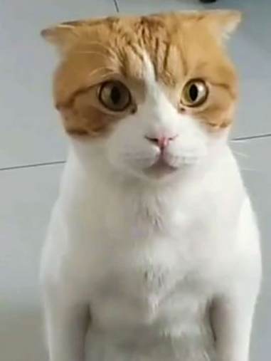 二咪子想吃肉,馋的开口说话了 搞笑猫咪 动物的迷惑行为 搞笑萌宠 猫咪成精了