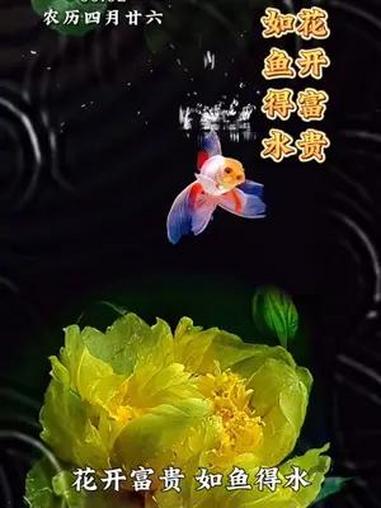 每日祝福|六月新篇,祥瑞临门,花开富贵,如鱼得水。愿你的好运如期而至!