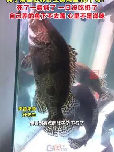 7月5日,江苏常州一男子用鱼缸养野生食用鱼10个月:我养的初衷就是为了吃它,从很小养到41