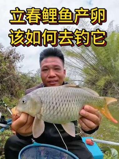 立春鲤鱼产卵 该如何钓,两分钟教会你#钓鱼人的天堂 #创作灵感 #老坛维它米 #钓鱼王地狱