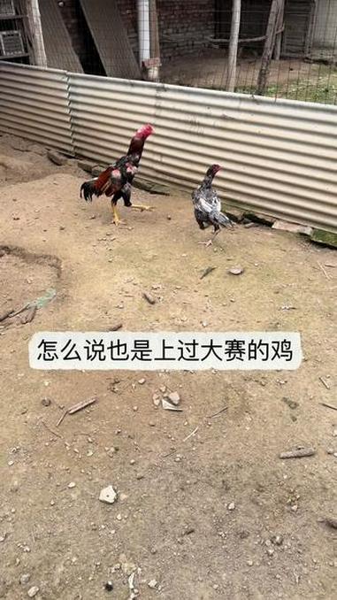 怎么说也是上过大赛的鸡#斗鸡养殖 #田园生活记录 #农村生活碎片 #斗鸡日常 #农家散养土