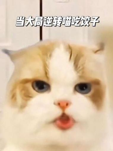 当大局逆转喵吃饺子 猫meme 王甜心 王甜心吃饺子 抽象