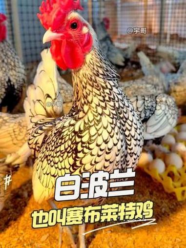 白波兰鸡 他来了 #波兰鸡 #观赏鸡 #网红鸡 #宠物鸡 #鱼鳞鸡