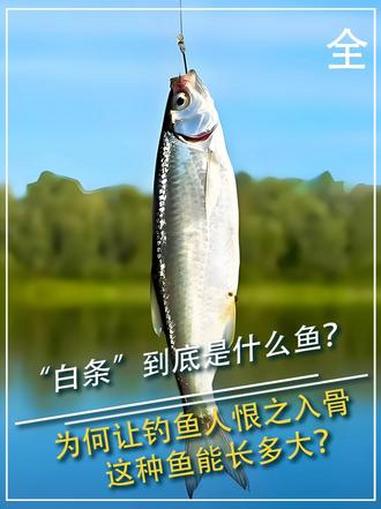 “白条”到底是什么鱼?为何让钓鱼人恨之入骨,这种鱼能长多大?