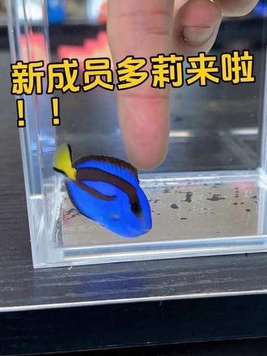 现实版尼莫和多莉！#蓝吊多莉 #万物可爱计划 #我和它的365件小事 #青年创作者成长计划