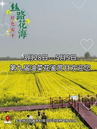 安平县第九届油菜花鉴赏月来啦 又到了赏花拍照的季节 这么近那么美周末到河北 一起去春游 踏