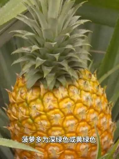 #菠萝和凤梨是同一种水果?菠萝是凤梨科的植物,也叫凤梨。如何从外观上区别菠萝和凤梨呢?#菠