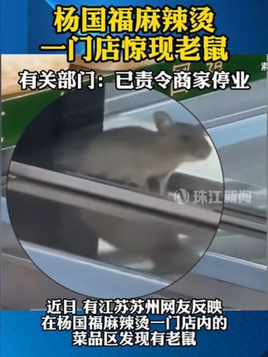 杨国福麻辣烫一门店惊现老鼠 该商家已被责令停业