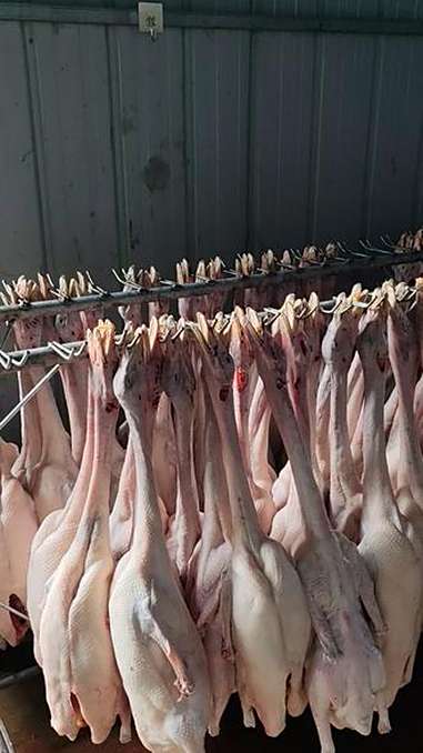 广式烧腊 脆皮烧鹅 白条鹅批发