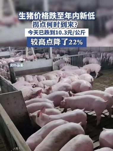 生猪价格跌至年内新低，拐点何时到来？今天已跌到10.3元/公斤，较高点降了22%（来源：界