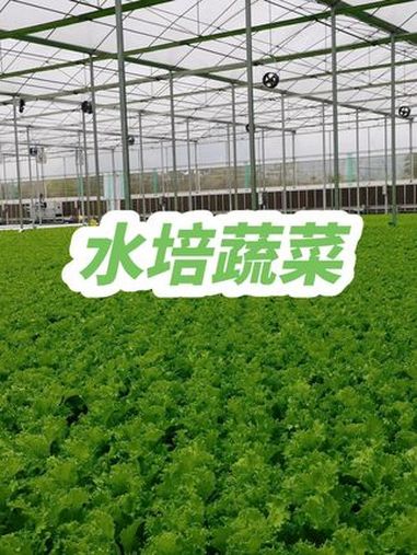 在现代农业科技的推动下,智能温室水培蔬菜工厂自动化已经成为了可能。这种模式不仅能够大大提高