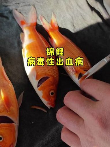 锦鲤 鲤鱼 鲫鱼 蝴蝶鲤 鳃出血