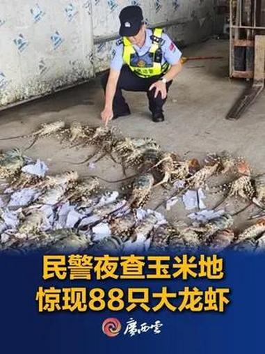 7月4日,广西百色边境管理支队吞盘边境派出所民警查获一批走私的活体龙虾,数量共88只,总重
