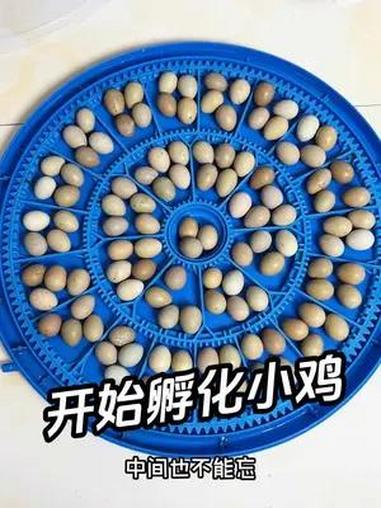 哈哈哈,忍不住完全忍不住,只要有一次就会有无数次 难道只有我一个人孵化上瘾吗。芦丁鸡 人工