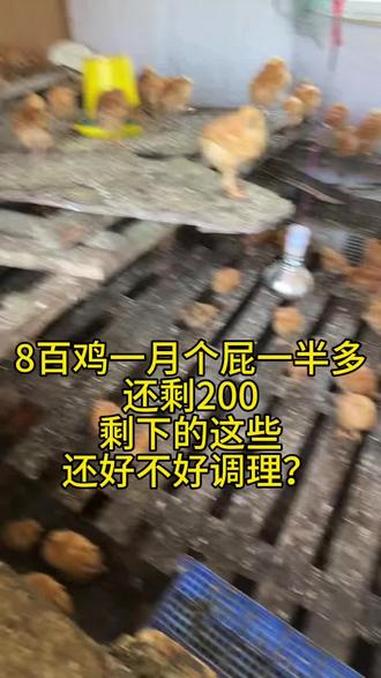 #养殖鸡的成本与利润 #鸡舍成本 #养鸡成本与利润分析 #淘汰病弱鸡 #养鸡的成本与收益