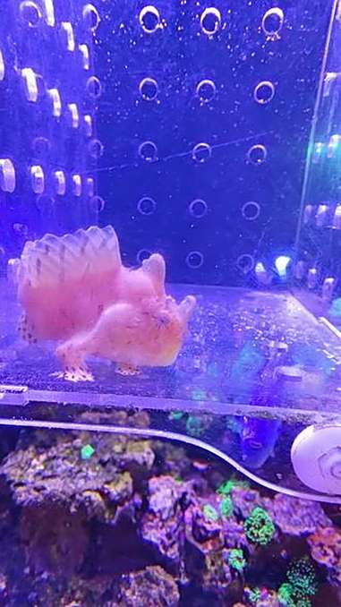 开饭 海水鱼