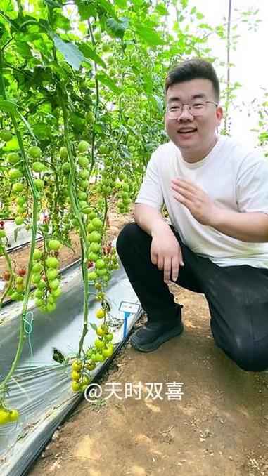 比阳光玫瑰还好吃，皮薄纯甜果冻般口感，盆栽就能种！#番茄种植 #阳台种菜 #种菜