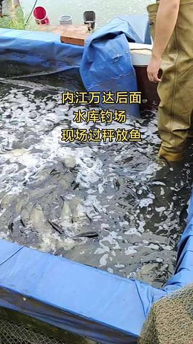 现场过秤放鱼 群里有详细视频 12.50抽号 一点半开钓 钓鱼 钓鱼的乐趣只有钓鱼人懂 钓