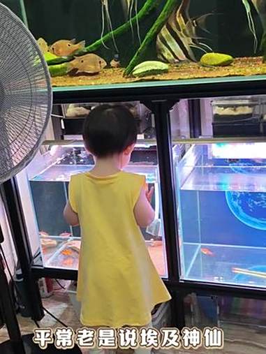 这样子对比下,你们比较有感觉,大概知道要用多大的鱼缸养埃及了 这样应该不会再有鱼友问我40